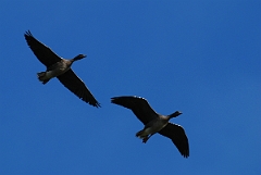 David Plant Photography - Wildlife Photographer - Pink-footed geese pair flying - I